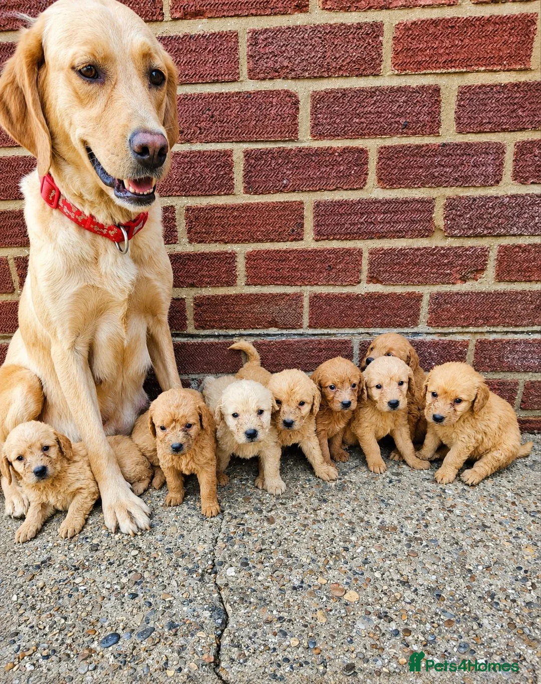 Labradoodle dogs for sale: Gorgeous Labradoodle puppies - Advert 2