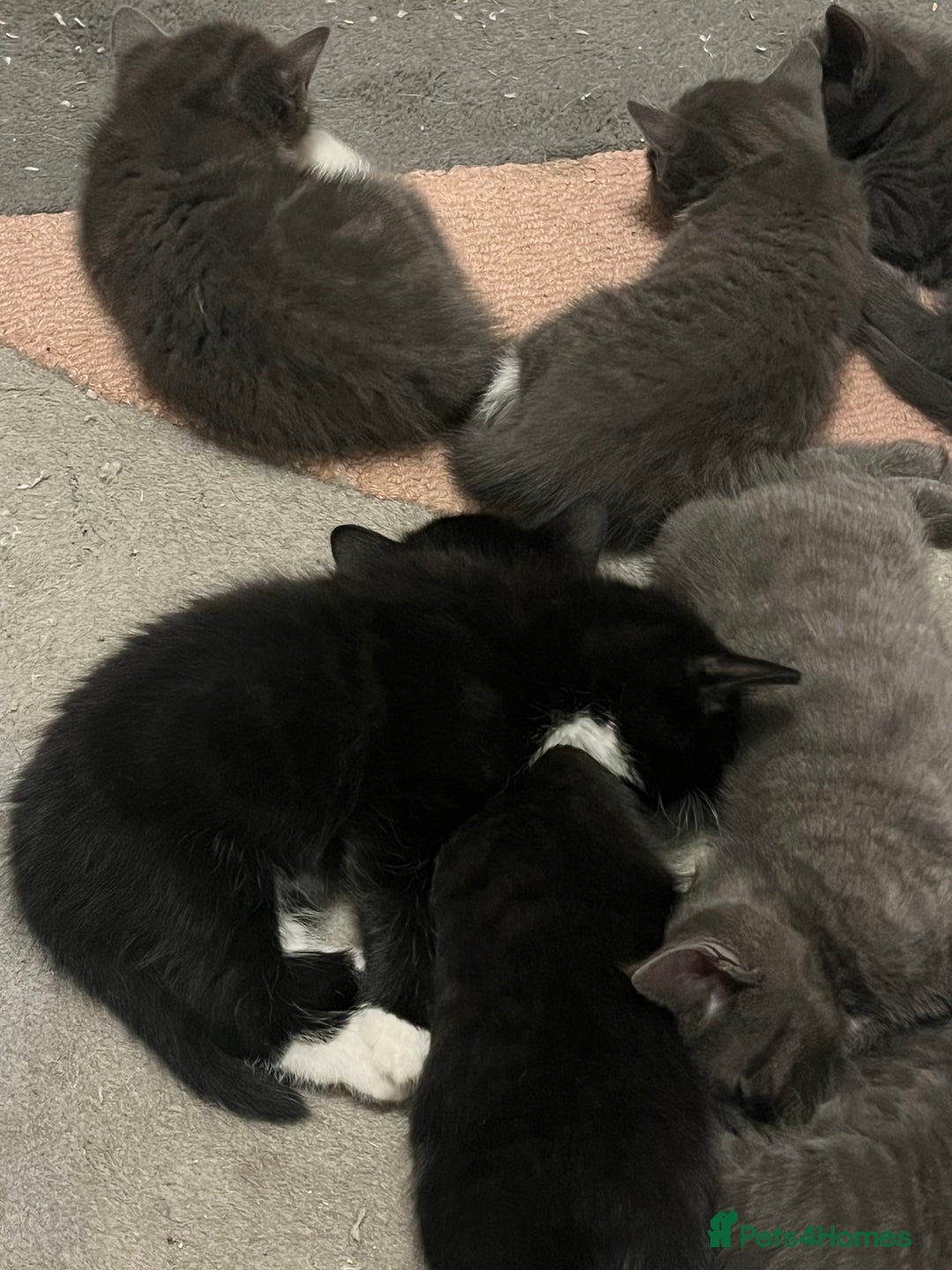 Bengal cats for sale: British shorthair kittens  - Image 6