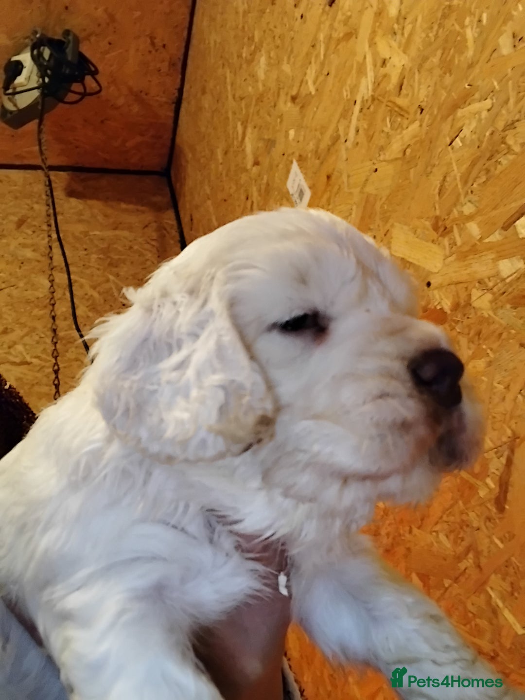 Clumber Spaniel dogs for sale: KcWorking Clumber Spaniel Puppy 1 GIRL LEFT!!! - Advert 2