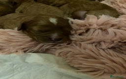 Cavapoo dogs for sale: Red Cavapoo babies - Image 7