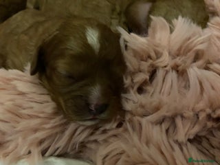 Cavapoo dogs Red Cavapoo babies - Advert 14