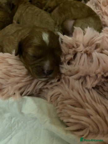 Cavapoo dogs - Advert 6