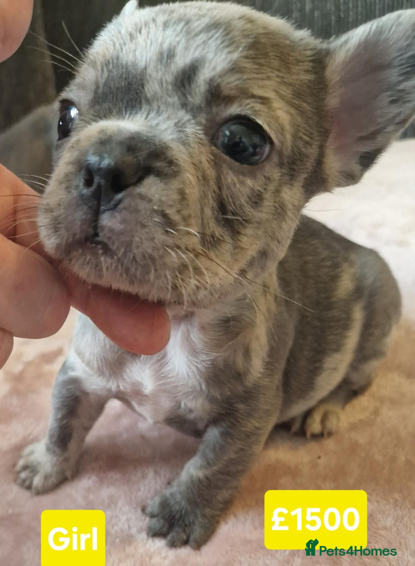 French Bulldog dogs PEDIGREE FRENCH BULLDOG PUPPIES. - Advert 18