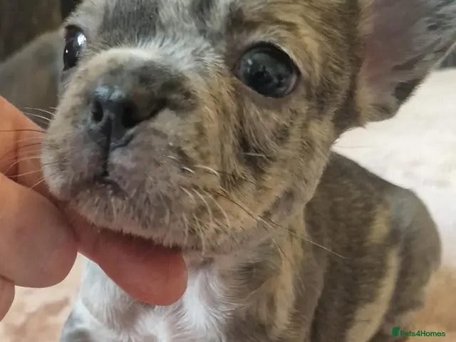 French Bulldog dogs PEDIGREE FRENCH BULLDOG PUPPIES. - Advert 18