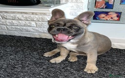 French Bulldog dogs for sale: French bulldog  - Image 24