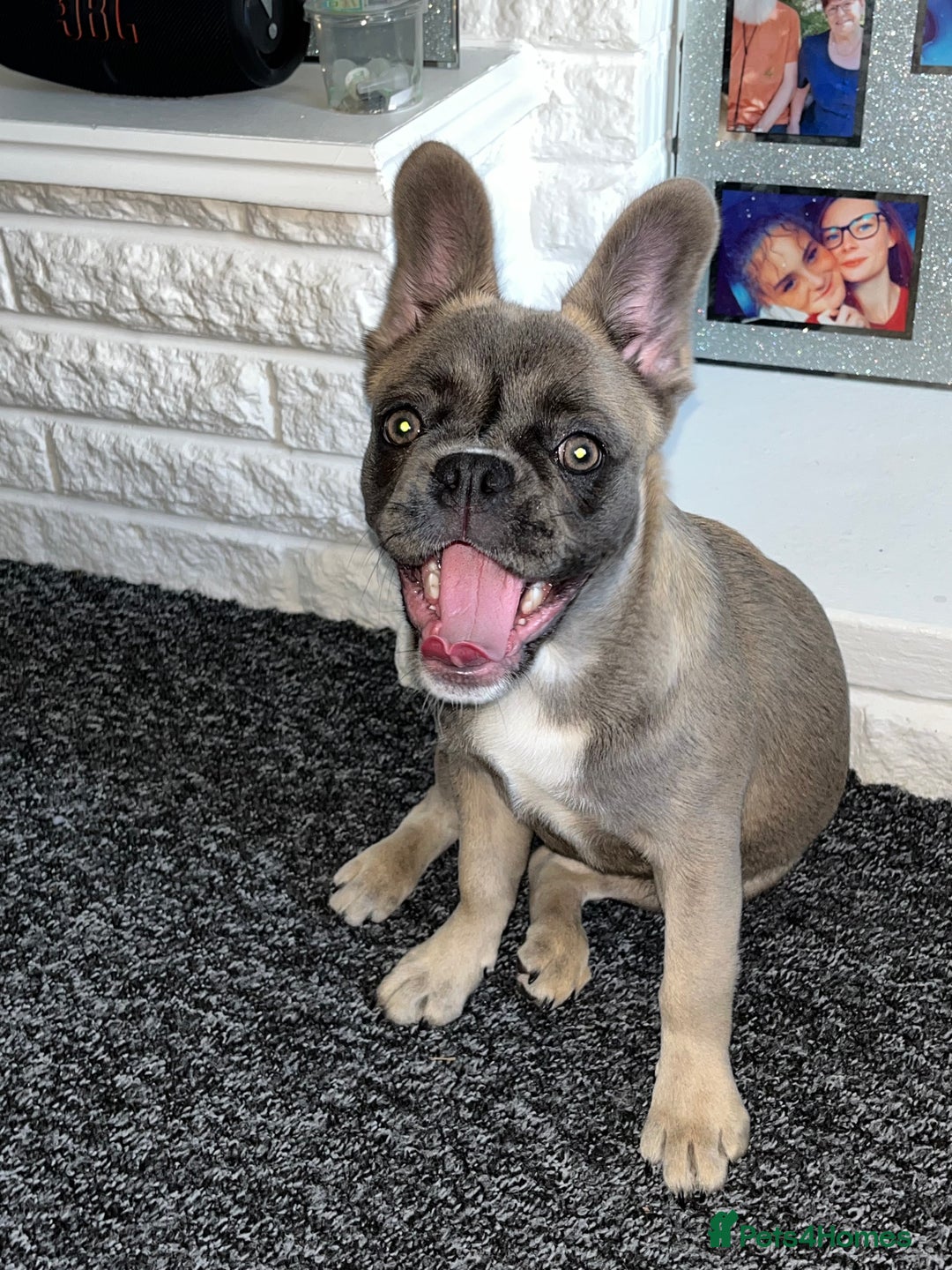 French Bulldog dogs for sale: French bulldog  - Image 24