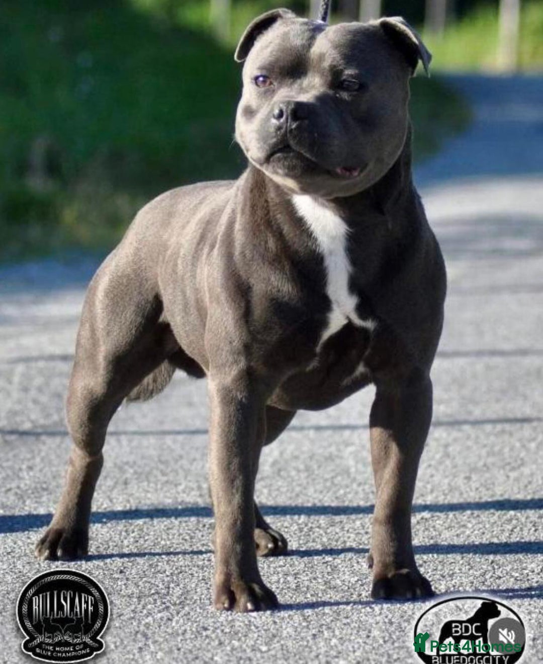 Staffordshire Bull Terrier dogs for sale: BLUEDOGCITY PHARON AT BULLSCAFF X WEDNESDAY ADDAMS - Image 24