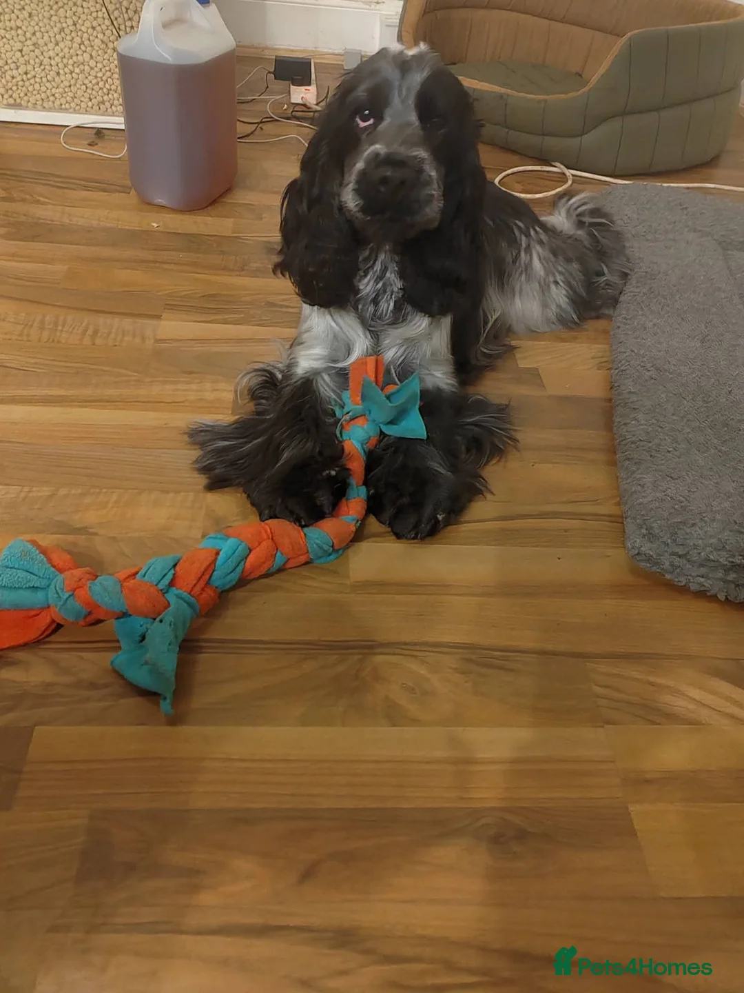 Cocker Spaniel dogs for stud: Kc registered french imported cocker spaniel  - Advert 2