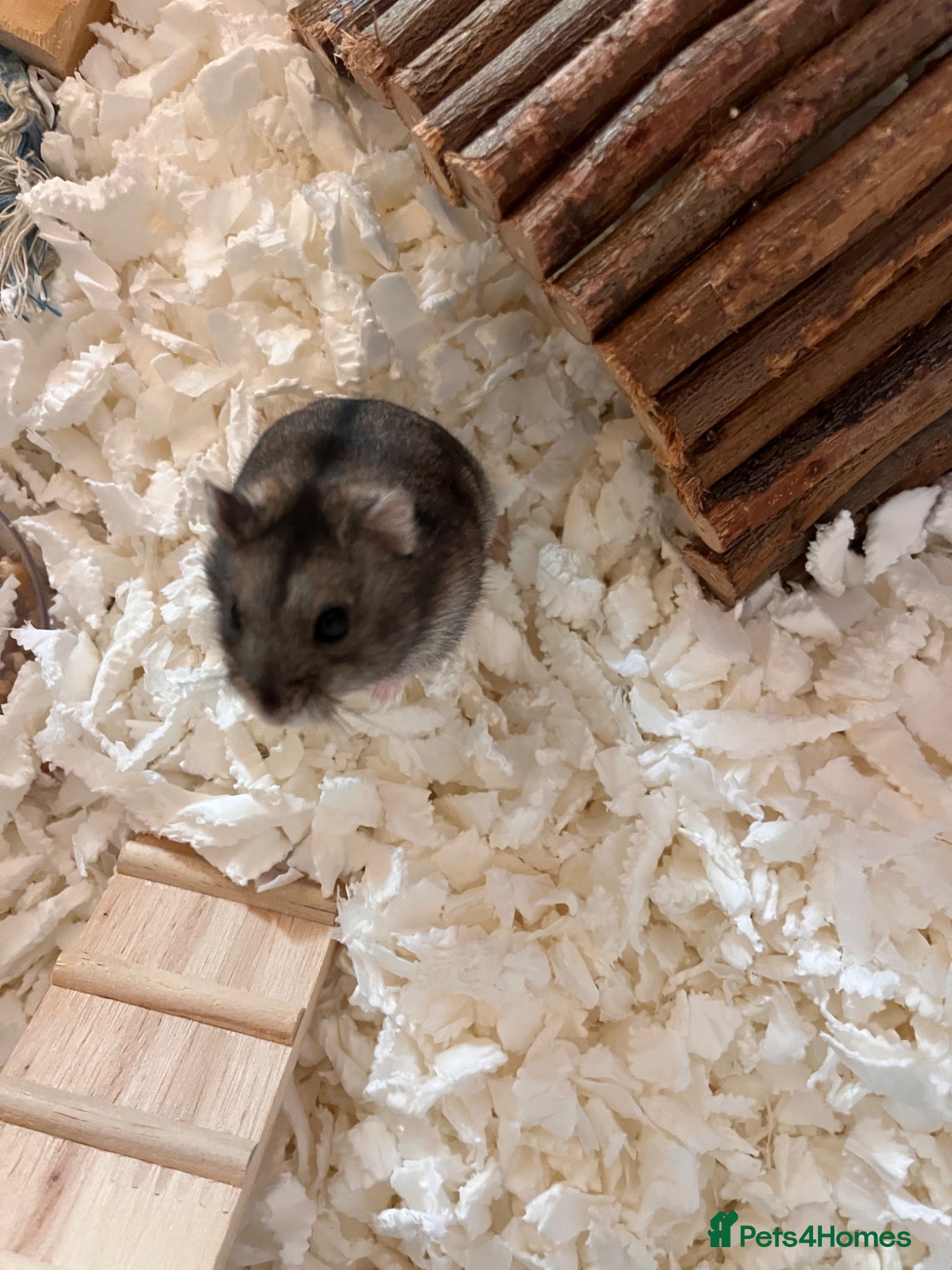Hamster rodents Hamster for sale - Advert 15