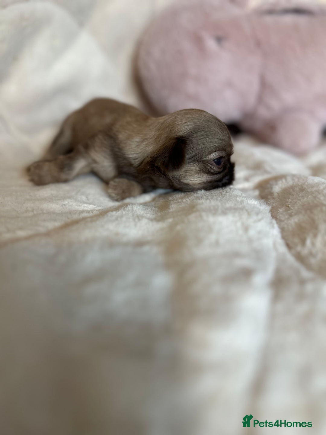 Shih Tzu dogs for sale: Beautiful shihtzu puppies - Image 21