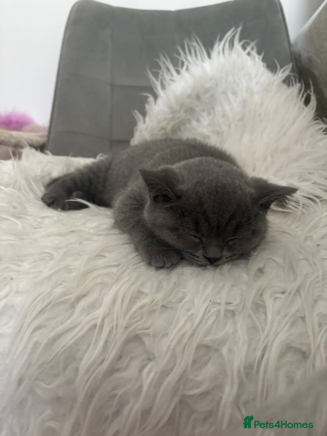 British Shorthair cats for sale: BSH Kittens: Cream Boy & Blue-Grey Girl - Advert 8