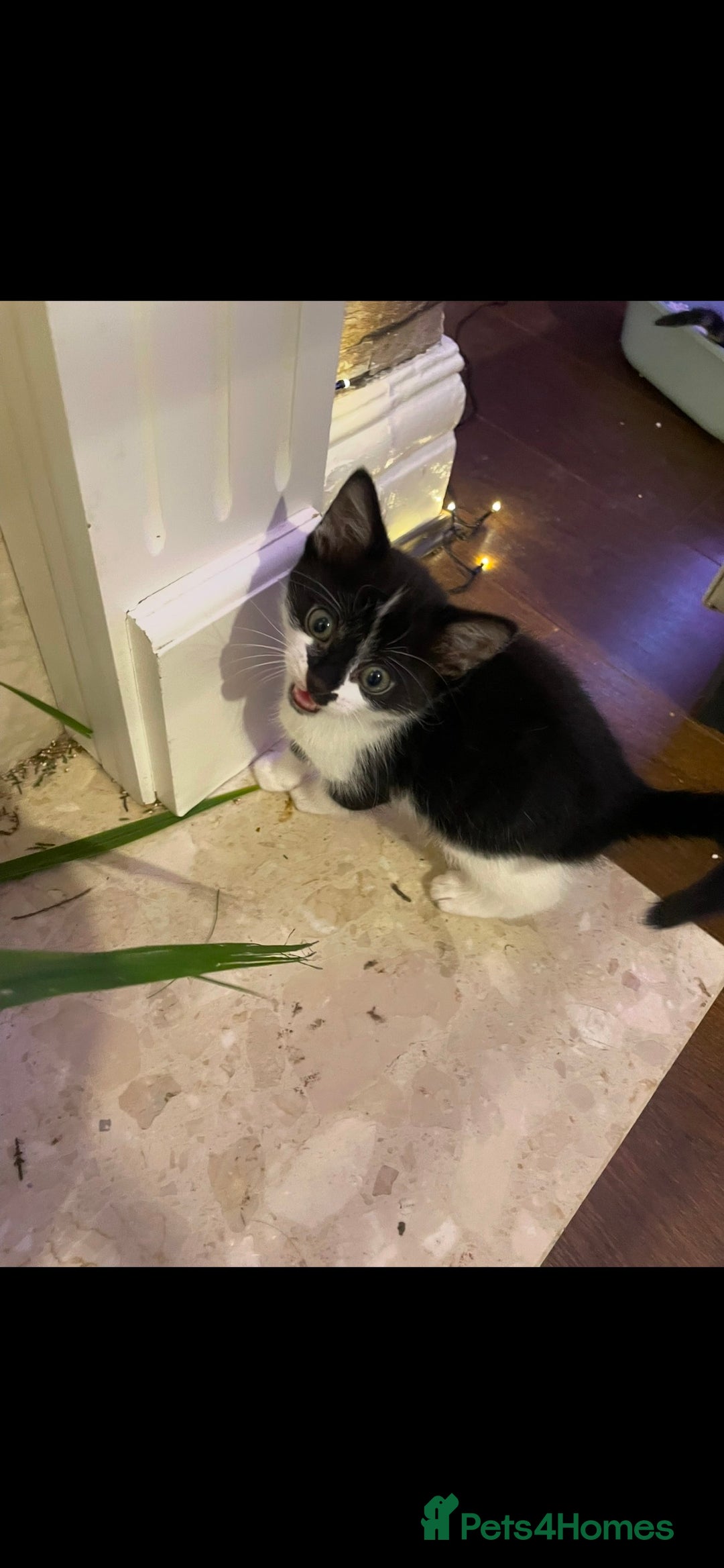 Mixed Breed cats for sale: 4 lovely male kittens - Advert 4