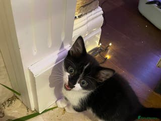 Mixed Breed cats for sale: 2 lovely male kittens - Advert 1