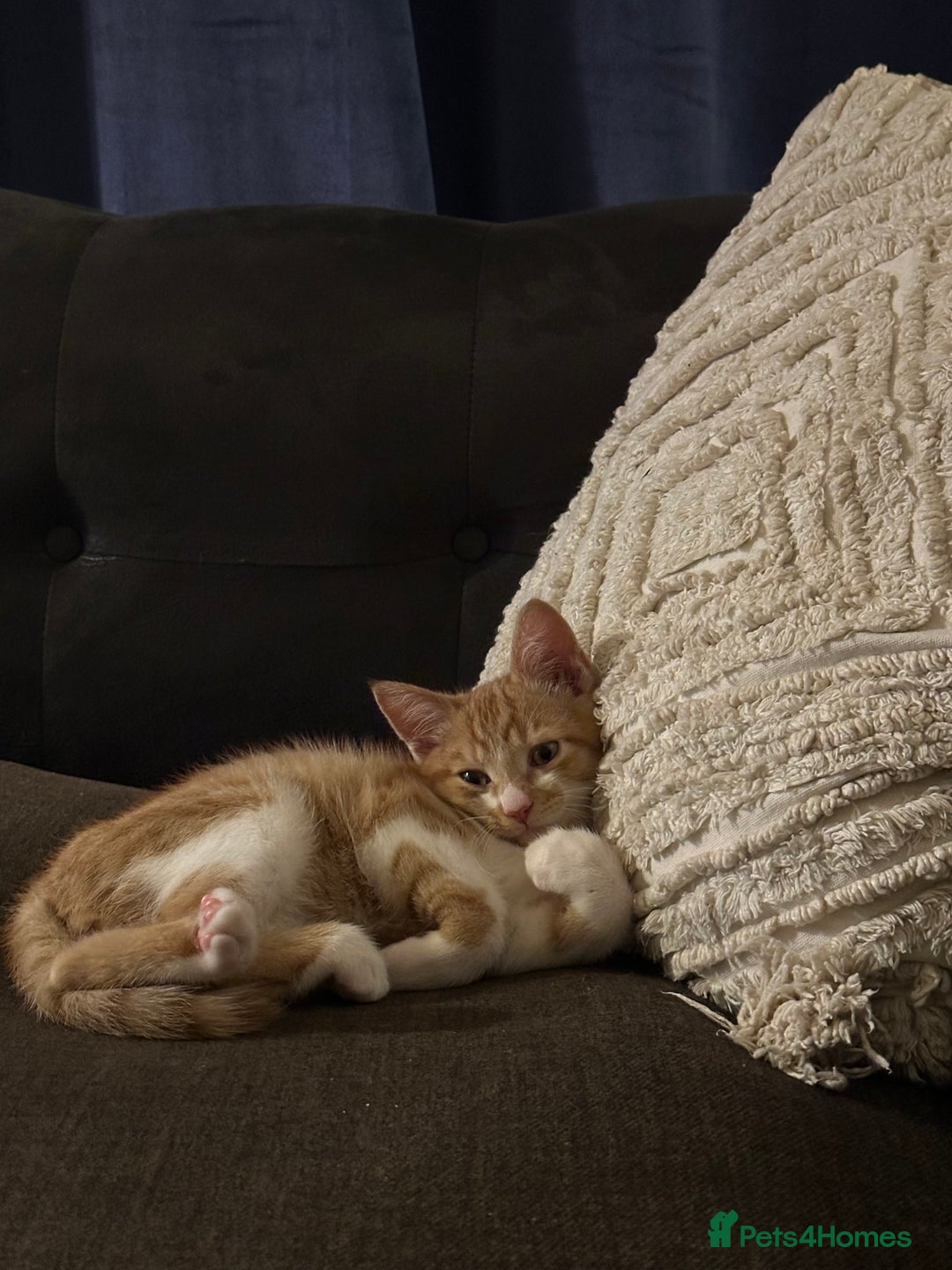 British Shorthair cats for sale: Ginger tabby cat - Image 5