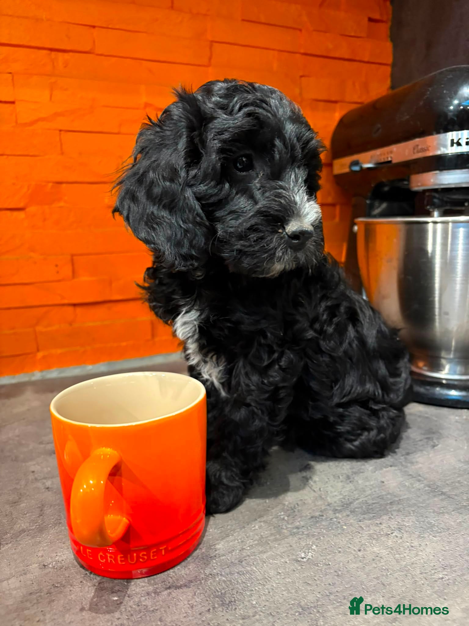 Cockapoo dogs F2 Cockapoo Puppies - Home Bred - Advert 2