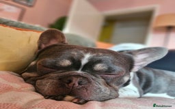 French Bulldog dogs for sale: French Bulldog in need of a loving home - Image 3