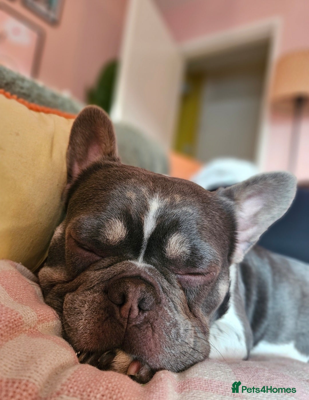 French Bulldog dogs for sale: French Bulldog in need of a loving home - Image 3