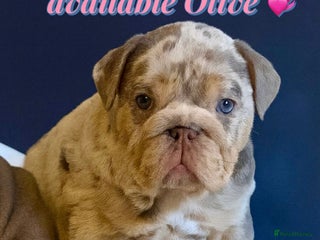 English Bulldog dogs KC Registered EB Pups Fully health Tested Parents - Advert 11