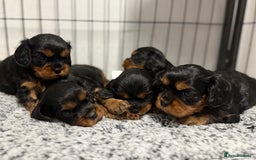 Cavalier King Charles Spaniel dogs for sale: KC REGISTERED GORGEOUS BLACK & TAN PUPPYS  - Image 2