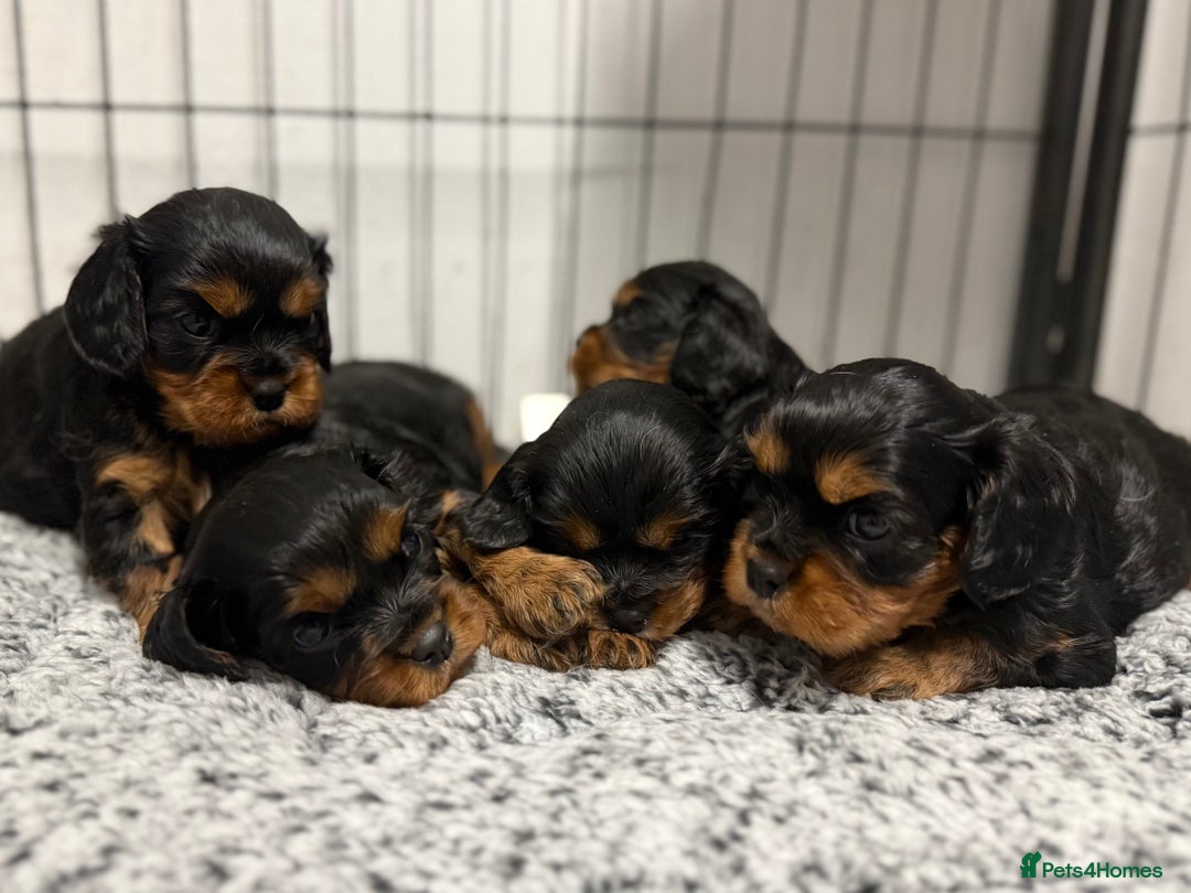Cavalier King Charles Spaniel dogs for sale: KC REGISTERED GORGEOUS BLACK & TAN PUPPYS  - Image 2