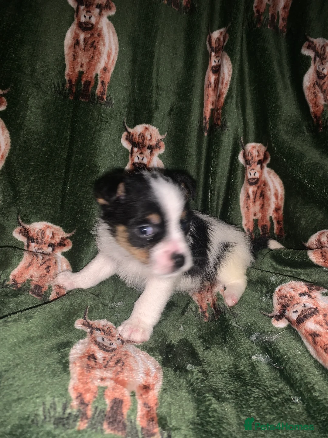 Jack Russell dogs for sale: Bunny’s babys - Advert 9