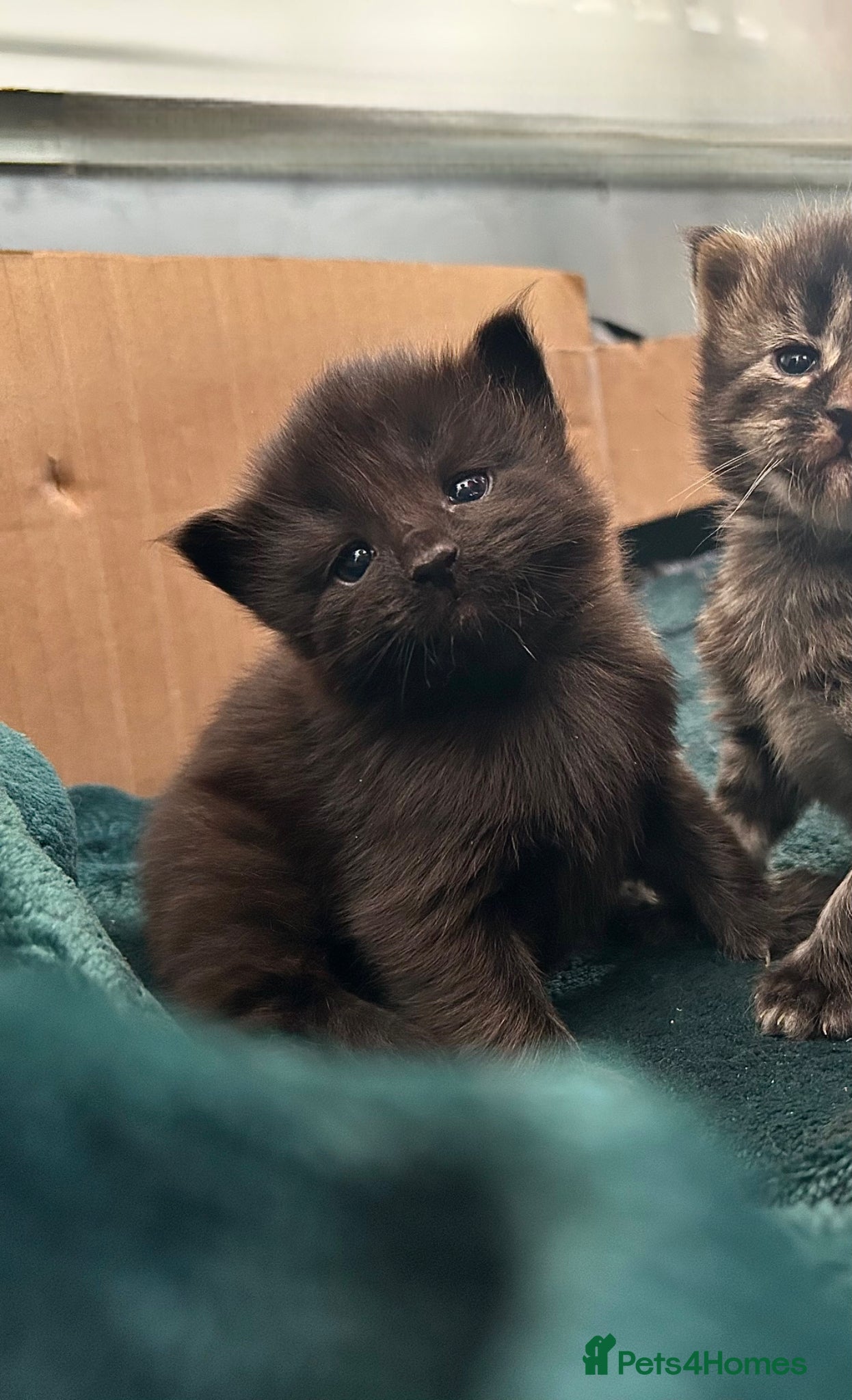 Maine Coon cats Maine Coon Cross 2x Last black boys left  - Advert 14