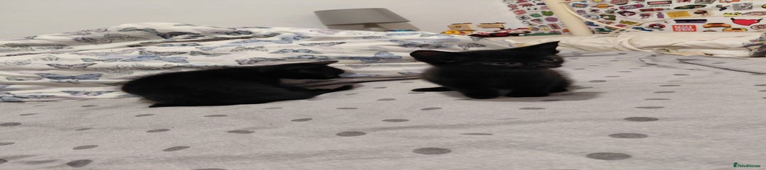 Mixed Breed Kitten 2