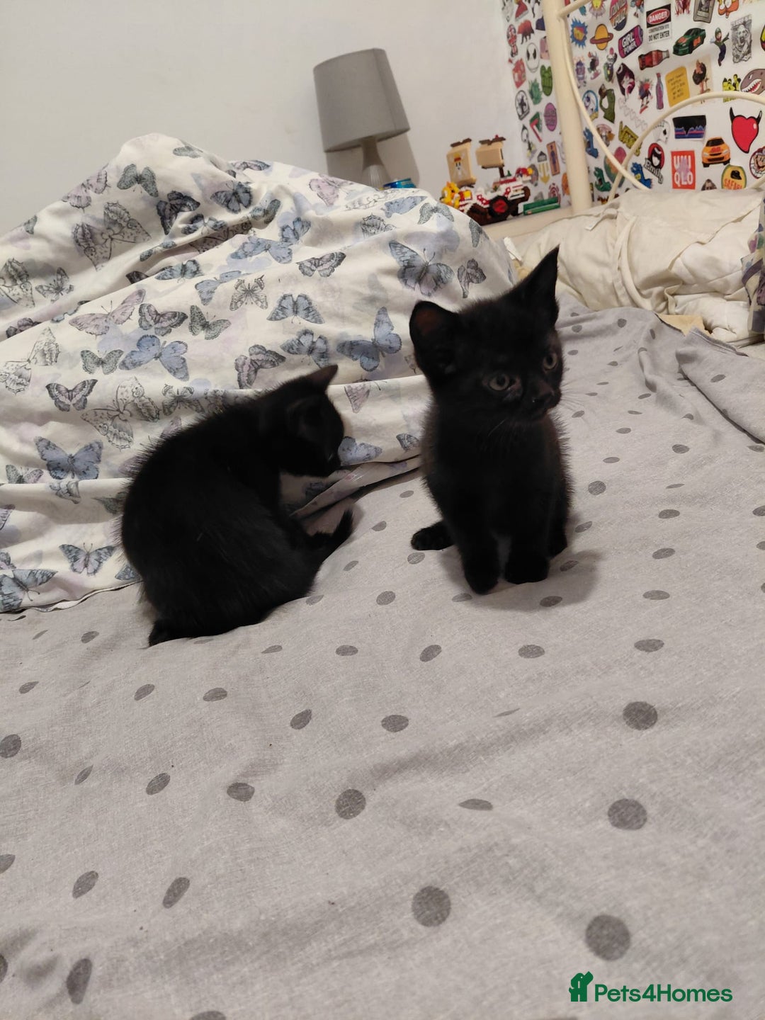 Mixed Breed cats for sale: 3 kittens, ready to leave on nov 25 - Advert 2