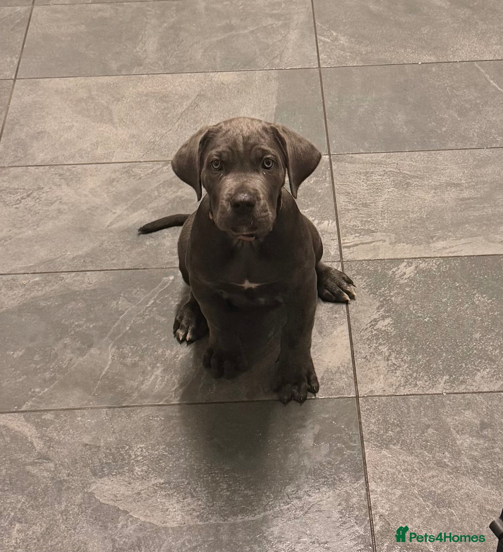 Cane Corso dogs X-Man Bloodline, Pedigree Cane Corso Puppies - Advert 2