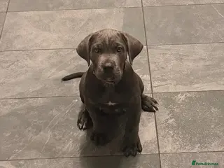 Cane Corso dogs X-Man Bloodline, Pedigree Cane Corso Puppies - Advert 2