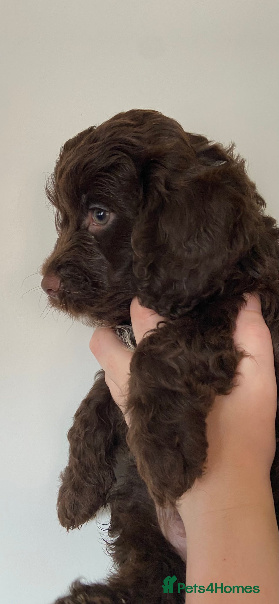 Cockapoo dogs for sale: last F1 boy ready now - Image 10