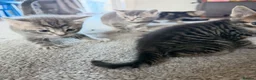 Mixed Breed cats for sale: Beautiful kittens  - Advert 9