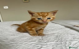Domestic Shorthair cats for sale: Four beautiful male kittens  - Image 4
