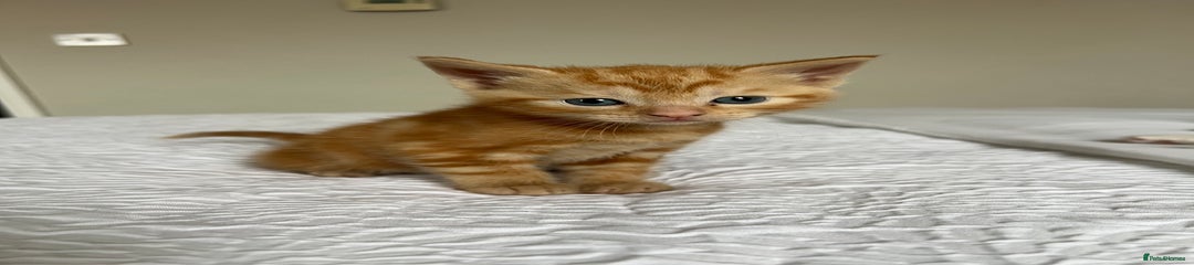 Domestic Shorthair Kitten 1
