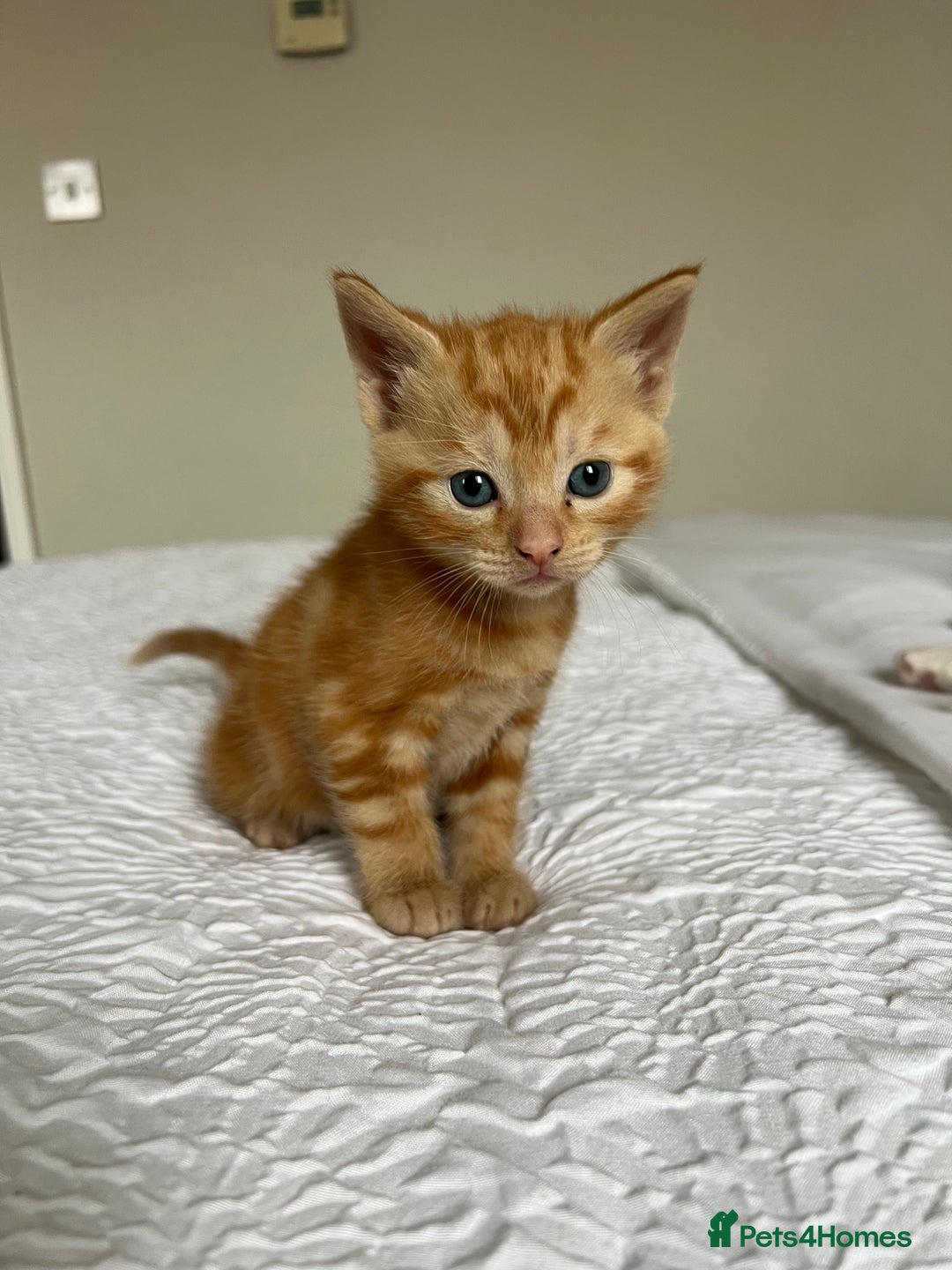 Domestic Shorthair cats for sale: Four beautiful male kittens  - Image 4