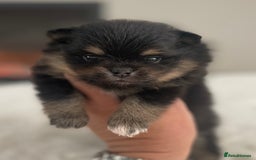 Pomeranian dogs for sale: Pomeranian puppy’s Blk&Tan Choc&Tan 🖤🧡🤎 - Image 10