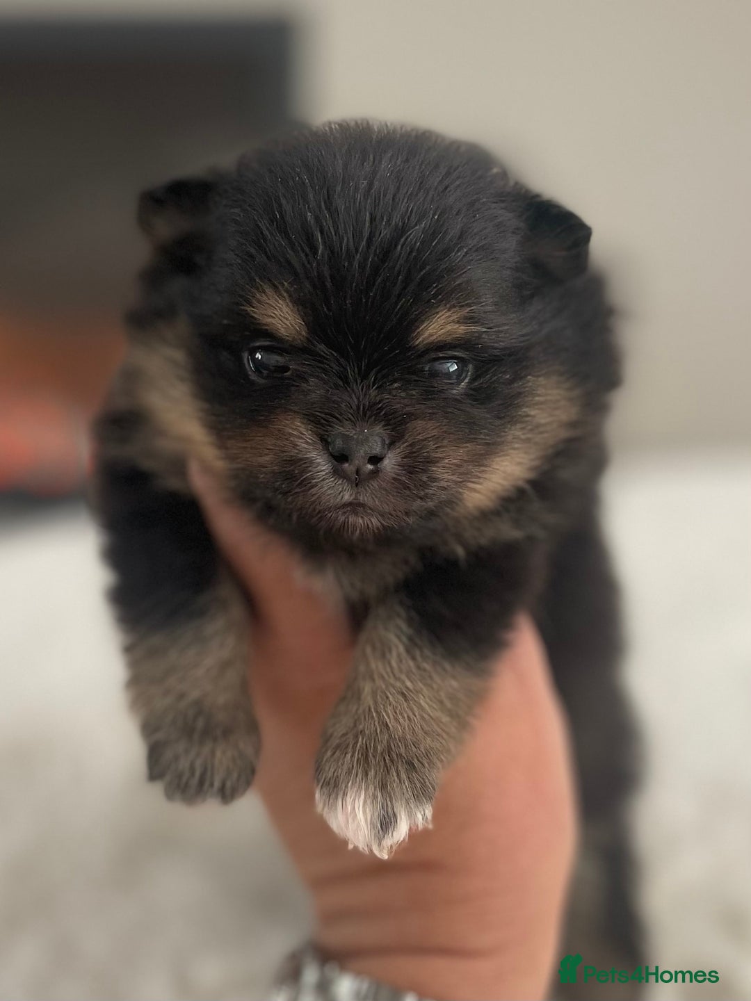Pomeranian dogs for sale: Pomeranian puppy’s Blk&Tan Choc&Tan 🖤🧡🤎 - Image 10