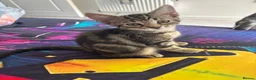 Mixed Breed cats for sale: Cuddly Tabby Kittens – Home Raised - Advert 7