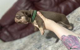 French Bulldog dogs for sale: Outstanding Frenchie’s!! Ready to go in 1 week - Image 8