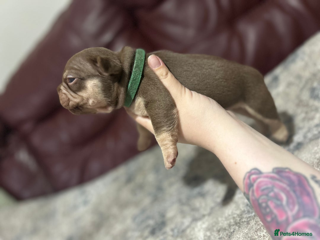 French Bulldog dogs for sale: Outstanding Frenchie’s!! Ready to go in 1 week - Image 8