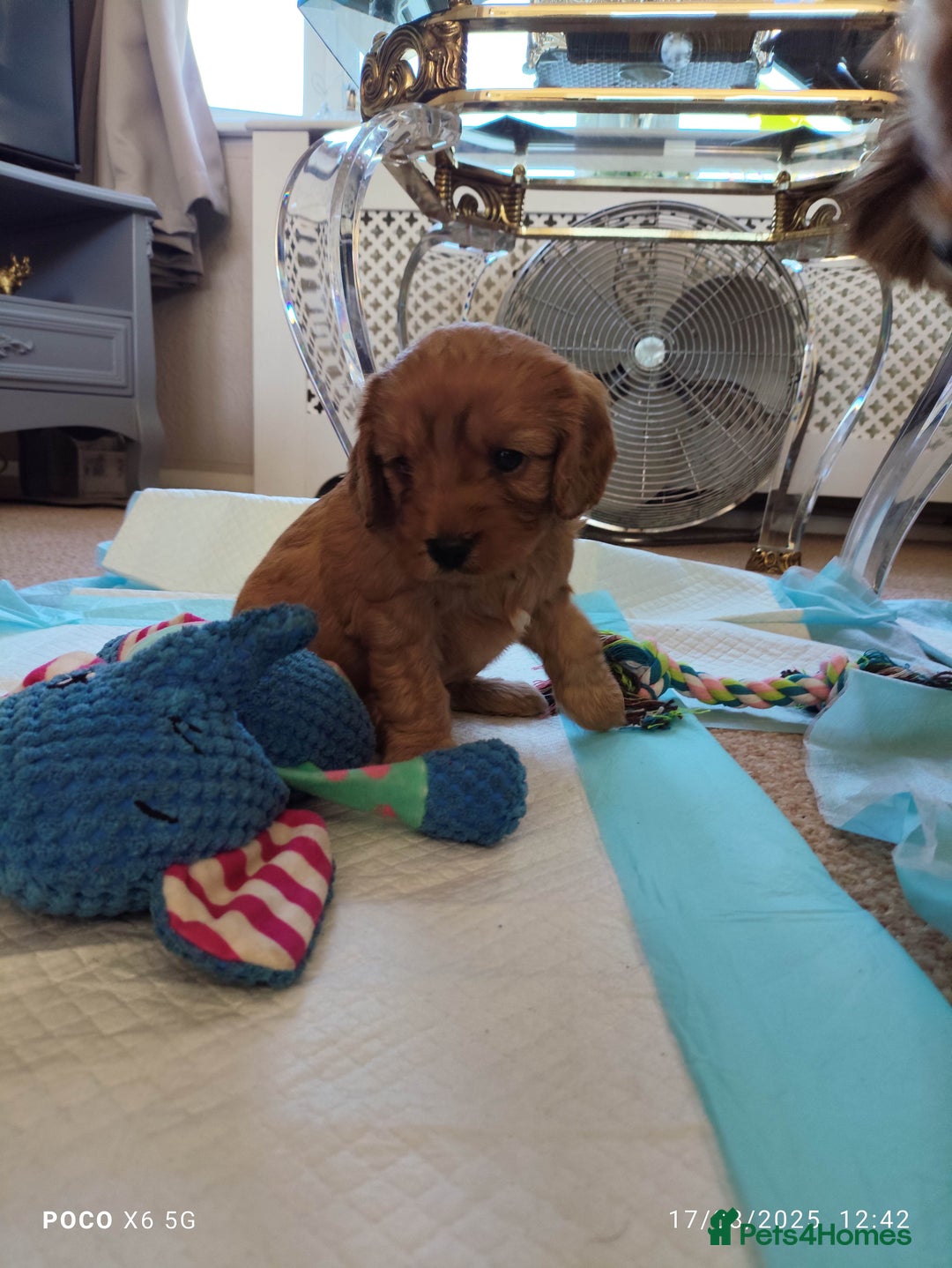 Cavapoo dogs for sale: F1B Cavapoo Red Puppies Males/Females - Image 4