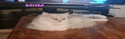Persian cats for sale: Gorgeous Persian Chinchilla Kittens  - Advert 2