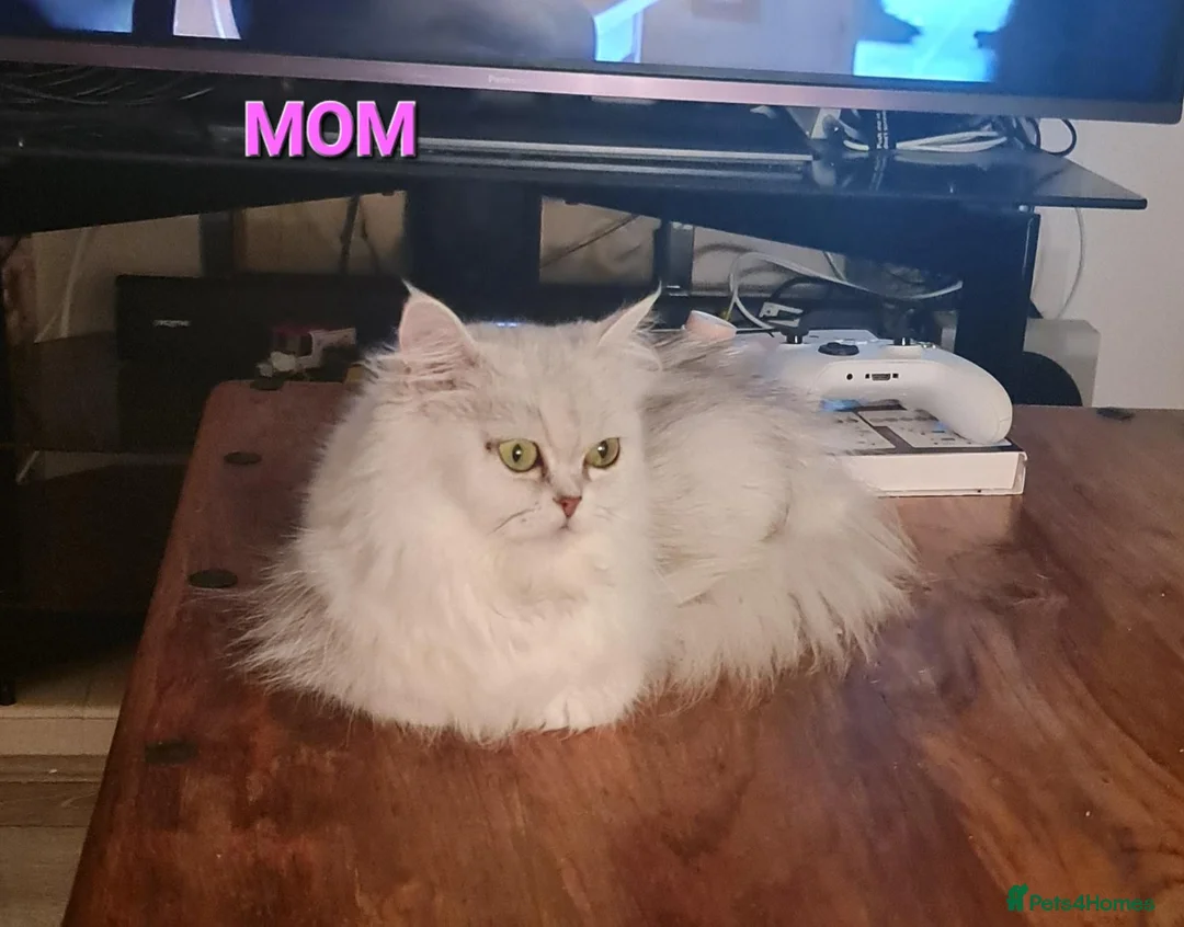 Persian cats for sale: Gorgeous Persian Chinchilla Kittens  - Advert 2