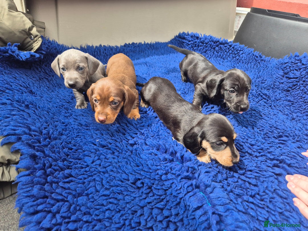 Miniature Dachshund dogs for sale: Stunning mini Daxies, KC reg PRA clear - Image 7