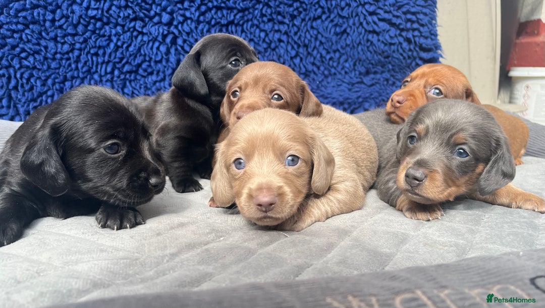 Dachshund dogs for sale: STUNNING MINIATURE KC REG PRA CLR - Image 7