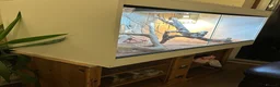 Bearded Dragon reptiles for sale: Bearded dragon  in ELY - Advert 3