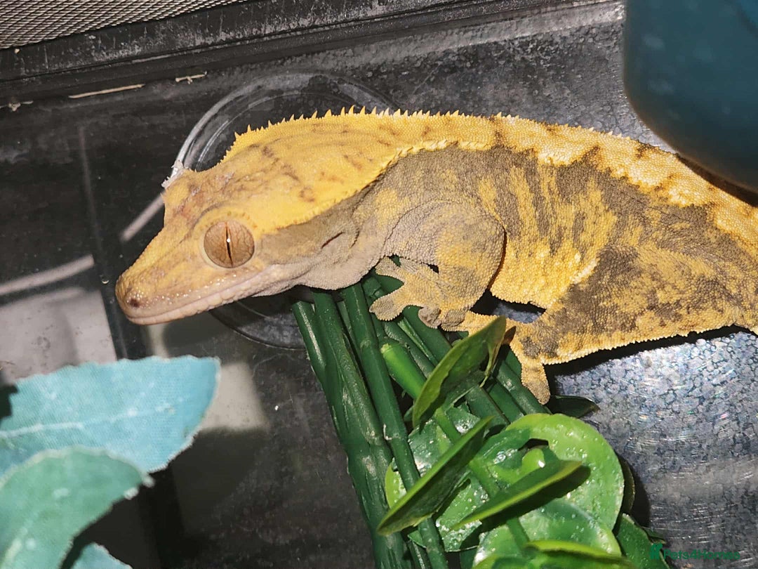 Gecko reptiles for sale: Male and female crested geckos  - Advert 3
