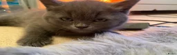 British Shorthair cats for sale: Amazing Pedigree British Shorthair Kittens  - Advert 27