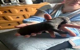 Dachshund dogs for sale: Miniature Dachshund  - Image 8