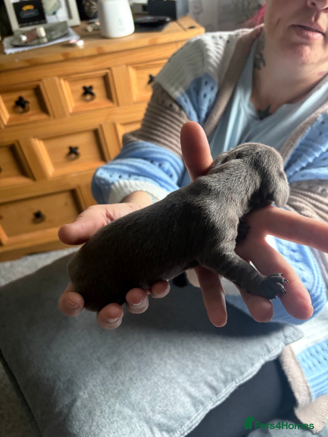 Dachshund dogs for sale: Miniature Dachshund  - Image 8